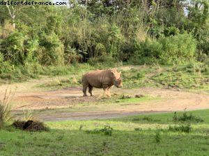 Animal Kingdom - Walt Disney World