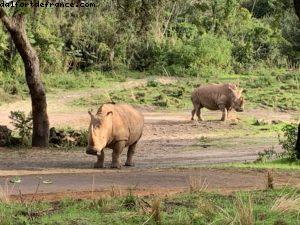 Animal Kingdom - Walt Disney World