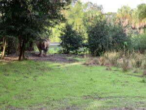 Animal Kingdom - Walt Disney World