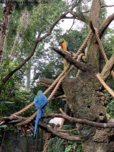 Animal Kingdom - Walt Disney World