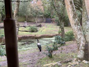 Animal Kingdom - Walt Disney World