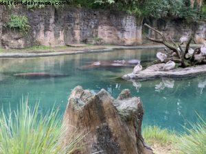 Animal Kingdom - Walt Disney World