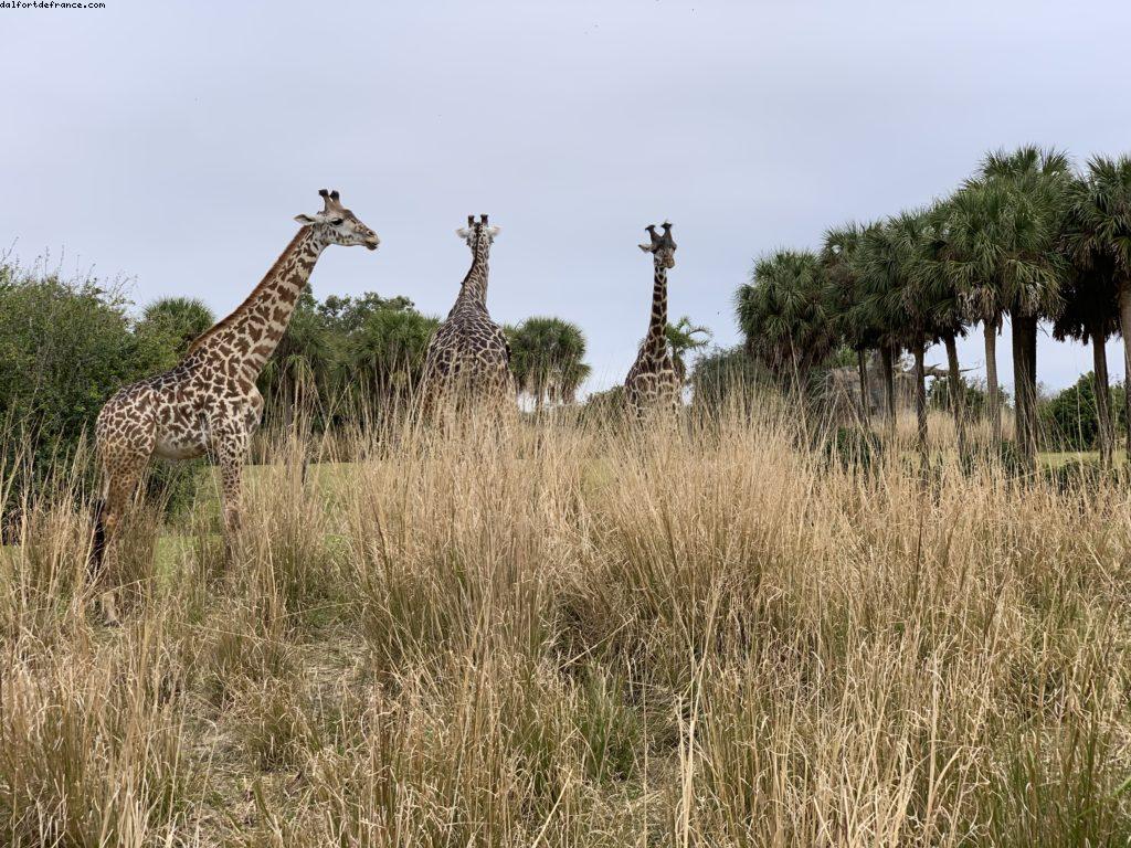 Animal Kingdom - Walt Disney World