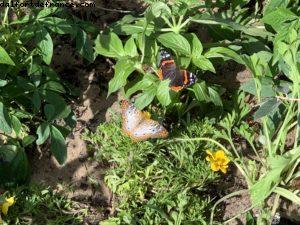 Epcot - Walt Disney World