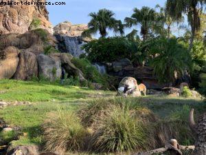 Animal Kongdom - Walt Disney World