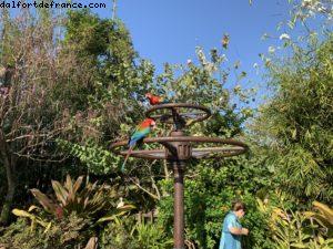Animal Kongdom - Walt Disney World