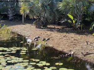 Disney's Caribbean Beach Resort - Orlando