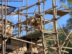 Animal Kingdom - Walt Disney World