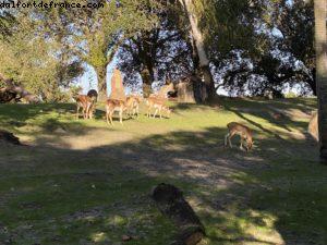 Animal Kingdom - Walt Disney World