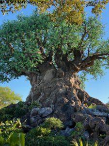 Animal Kingdom - Walt Disney World