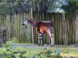 Animal Kingdom - Walt Disney World