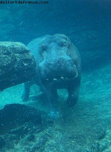 Animal Kingdom - Walt Disney World