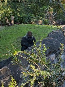 Animal Kingdom - Walt Disney World