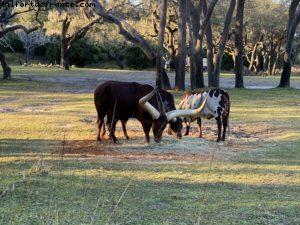 Animal Kingdom - Walt Disney World