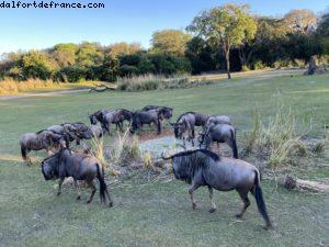 Animal Kingdom - Walt Disney World