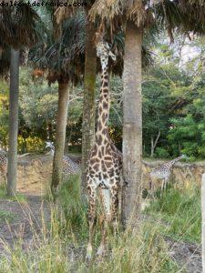 Animal Kingdom - Walt Disney World