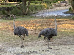 Animal Kingdom - Walt Disney World