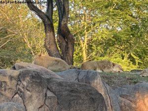 Animal Kingdom - Walt Disney World