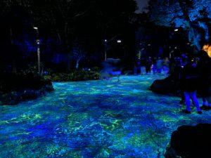 Animal Kingdom - Walt Disney World