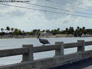 Cinq heures de route féérique entre Key West et Miami (Floride)