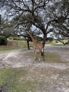Animal Kingdom - Walt Disney World