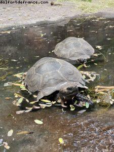 Animal Kingdom - Walt Disney World