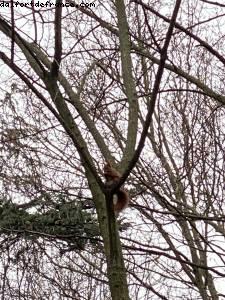 Dernière promenade avant le confinement - Bois de Vincennes - Paris
