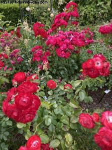 Les jardins de l'école Dubreuil et l'arboretum - Bois de Vincennes - balades -Après le grand confinement - Paris
