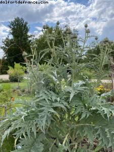 Les jardins de l'école Dubreuil et l'arboretum - Bois de Vincennes - balades -Après le grand confinement - Paris