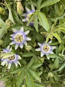 Les jardins de l'école Dubreuil et l'arboretum - Bois de Vincennes - balades -Après le grand confinement - Paris