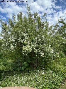 Les jardins de l'école Dubreuil et l'arboretum - Bois de Vincennes - balades -Après le grand confinement - Paris