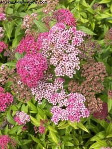 Les jardins de l'école Dubreuil et l'arboretum - Bois de Vincennes - balades -Après le grand confinement - Paris