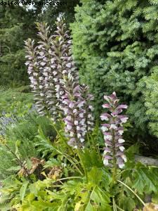 Les jardins de l'école Dubreuil et l'arboretum - Bois de Vincennes - balades -Après le grand confinement - Paris