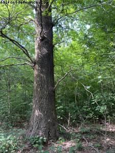 Bois de Vincennes - balades -Après le grand confinement - Paris