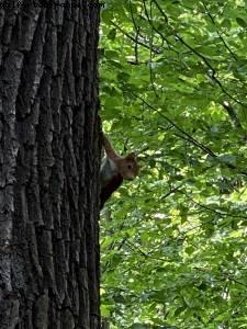 Bois de Vincennes - balades -Après le grand confinement - Paris
