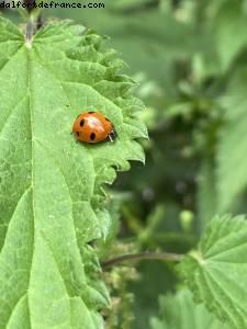 Bois de Vincennes - balades -Après le grand confinement - Paris