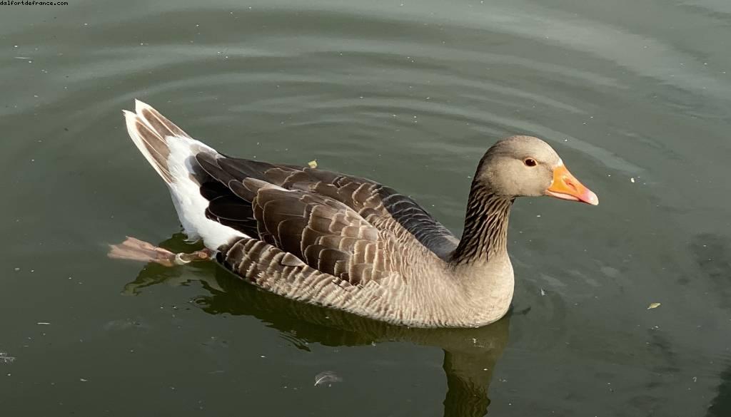 Bois de Vincennes - ballades -Après le grand confinement - Paris