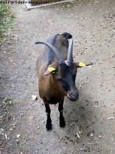 La ferme de Maisons-Alfort - Paris Est Marne & Bois (T10)- ballades -Après le grand confinement - Paris