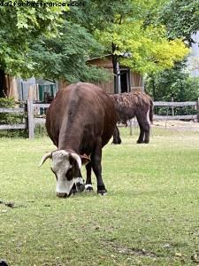 La ferme de Maisons-Alfort - Paris Est Marne & Bois (T10)- ballades -Après le grand confinement - Paris