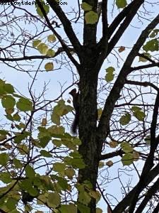 Bois de Vincennes - Paris, France (November 2020)