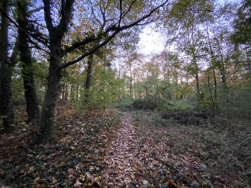 Bois de Vincennes - Paris, France (November 2020)
