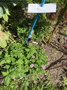 Bidens (Joli en Rose)