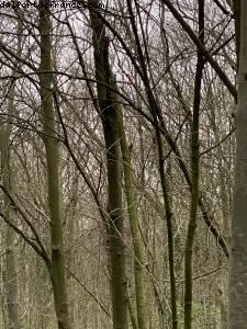 Dernière promenade avant le confinement - Bois de Vincennes - Paris
