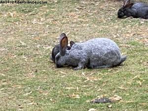 La ferme de Maisons-Alfort - Paris Est Marne & Bois (T10)- ballades -Après le grand confinement - Paris
