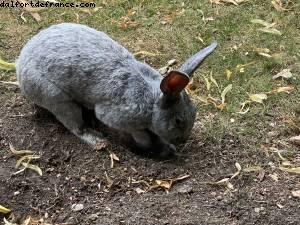 La ferme de Maisons-Alfort - Paris Est Marne & Bois (T10)- ballades -Après le grand confinement - Paris