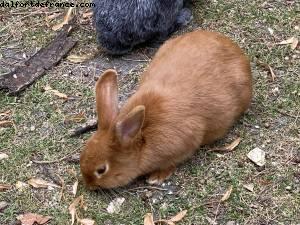 La ferme de Maisons-Alfort - Paris Est Marne & Bois (T10)- ballades -Après le grand confinement - Paris