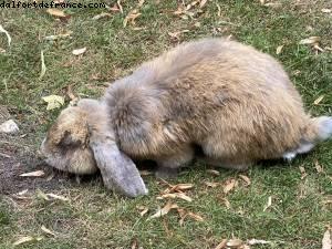 La ferme de Maisons-Alfort - Paris Est Marne & Bois (T10)- ballades -Après le grand confinement - Paris