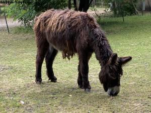 La ferme de Maisons-Alfort - Paris Est Marne & Bois (T10)- ballades -Après le grand confinement - Paris