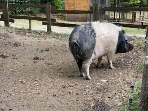 La ferme de Maisons-Alfort - Paris Est Marne & Bois (T10)- ballades -Après le grand confinement - Paris