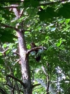 Bois de Vincennes - Paris, France